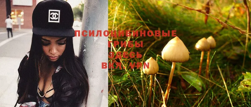 Псилоцибиновые грибы Psilocybe  даркнет сайт  Орск 